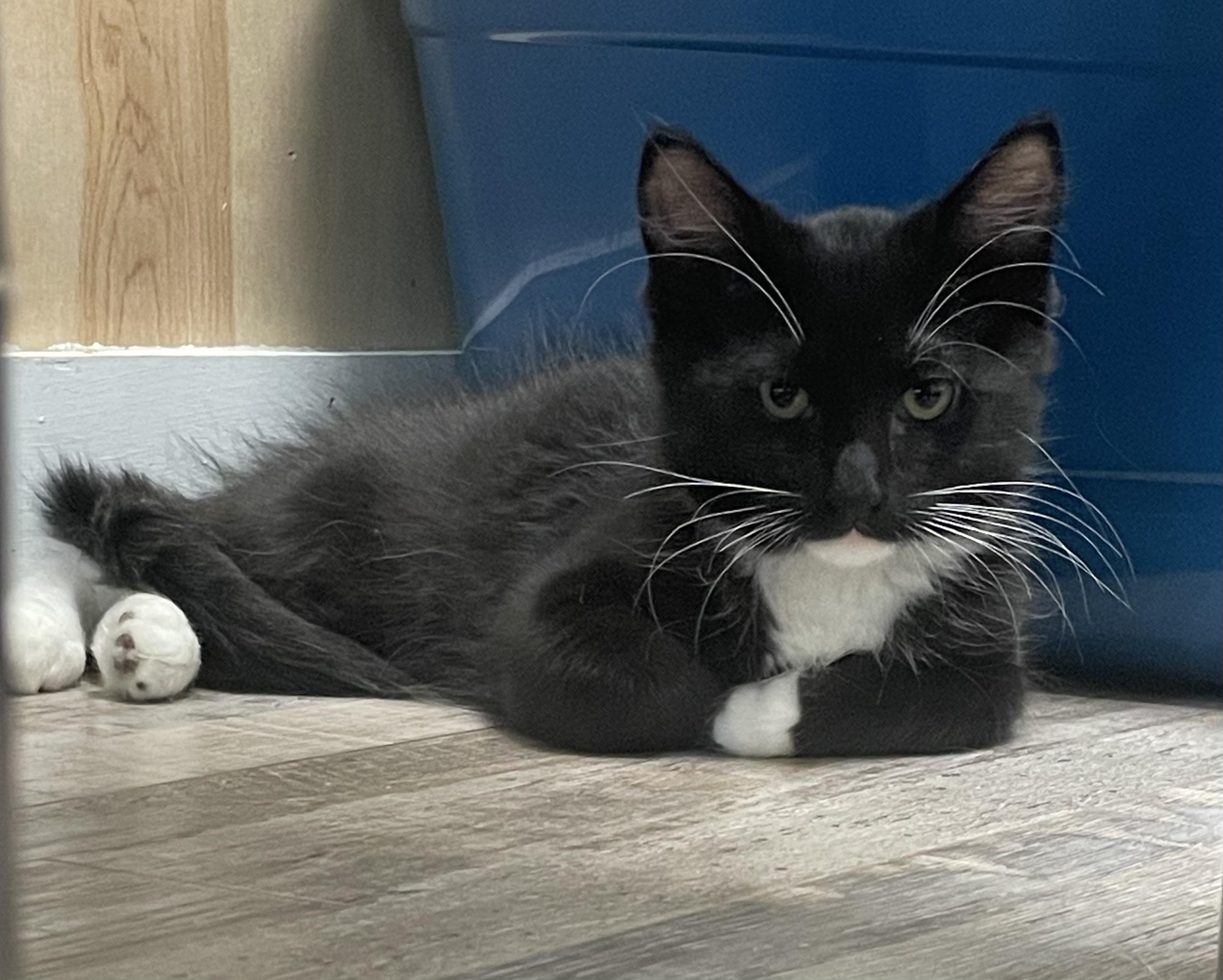 Enlarge Scotchmallow, a Adoptable Domestic Medium Hair in Petaluma, CA image 4/5