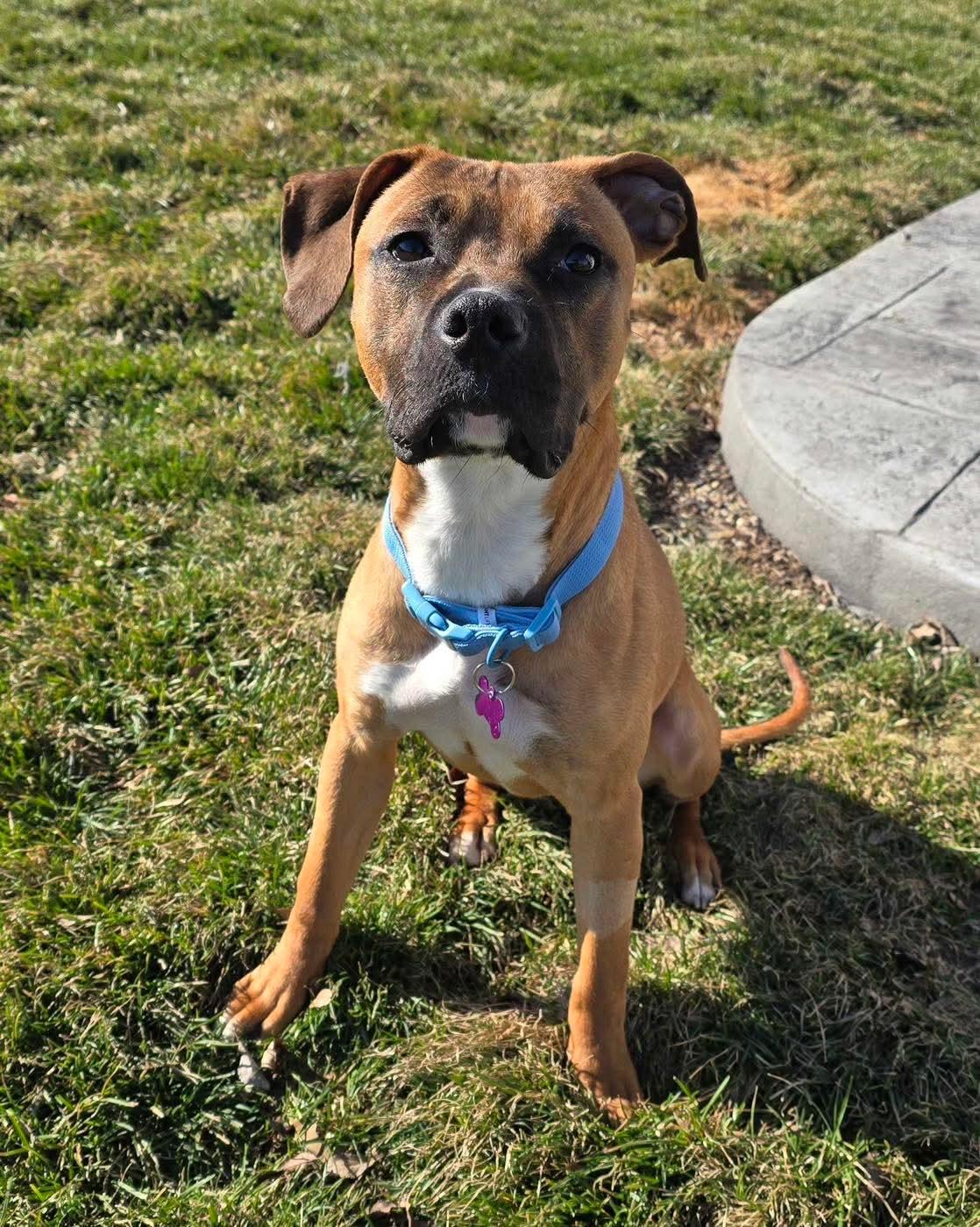 Gabby, ADOPTABLE, Young Female Terrier.