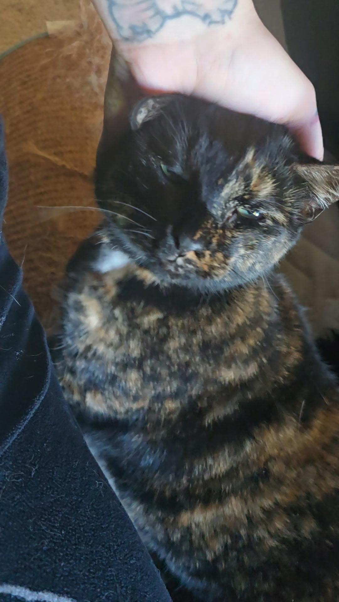 Enlarge Misco, a Adoptable Domestic Short Hair in Woodstock, GA image 2/4