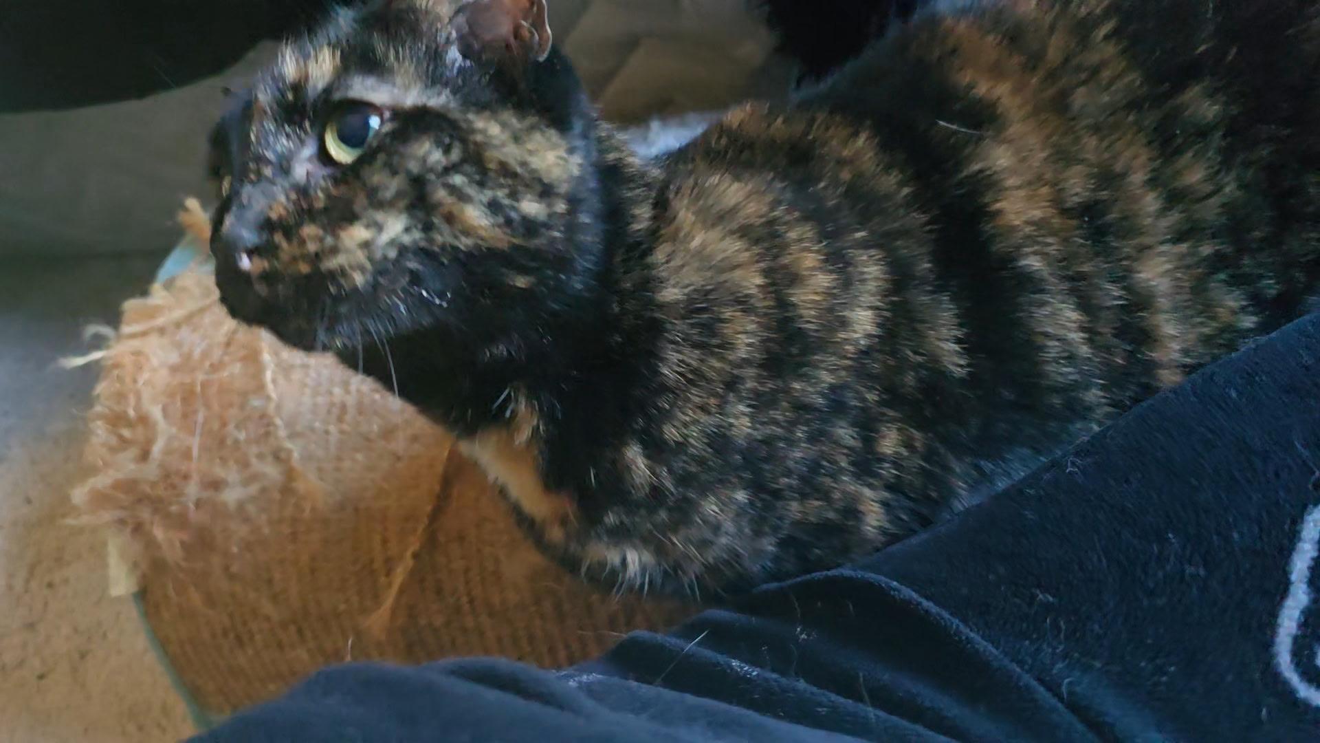 Enlarge Misco, a Adoptable Domestic Short Hair in Woodstock, GA image 3/4