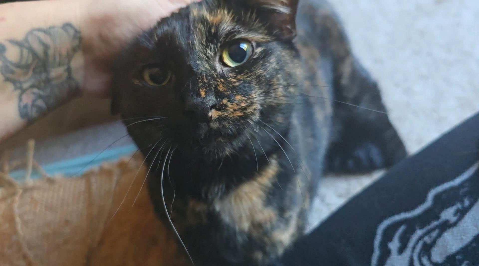 Misco, Adoptable, Adult Female Domestic Short Hair.