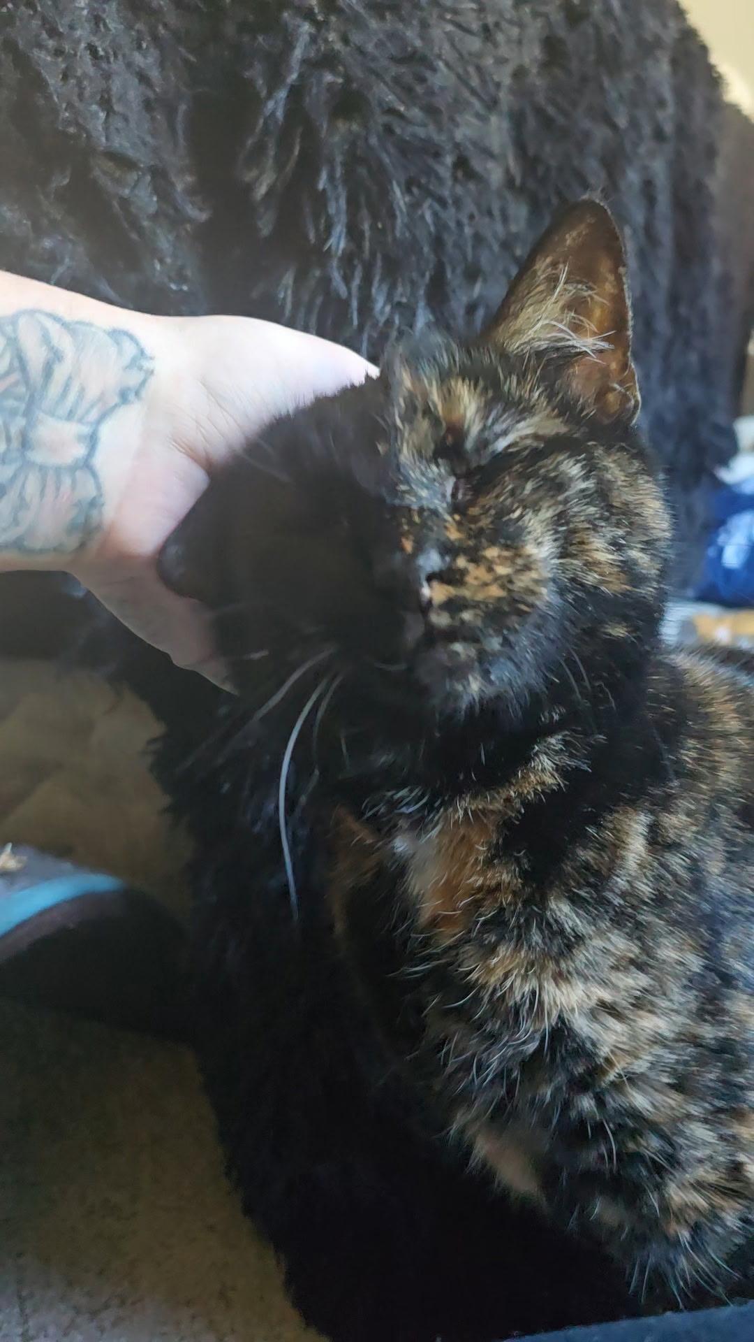 Enlarge Misco, a Adoptable Domestic Short Hair in Woodstock, GA image 4/4