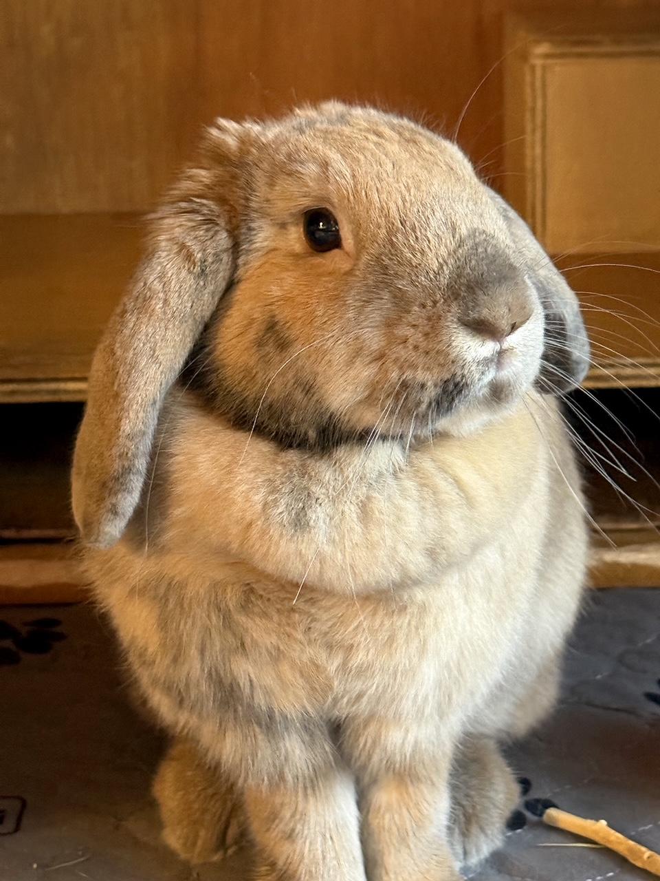 Enlarge Winnie, a Adoptable mixed breed in Edina, MN image 1/3