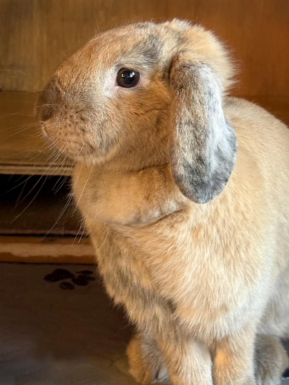 Enlarge Winnie, a Adoptable mixed breed in Edina, MN image 2/3