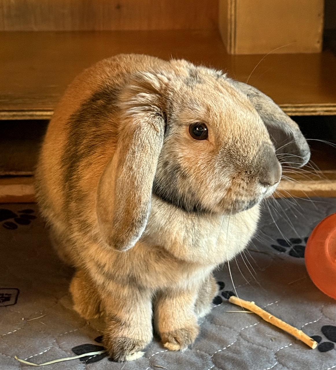 Enlarge Winnie, a Adoptable mixed breed in Edina, MN image 3/3