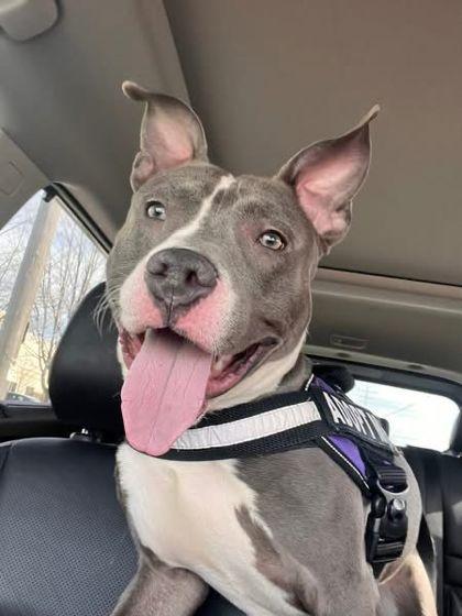 Enlarge Thumper, a Adoptable mixed breed in Shawano, WI image 1/1