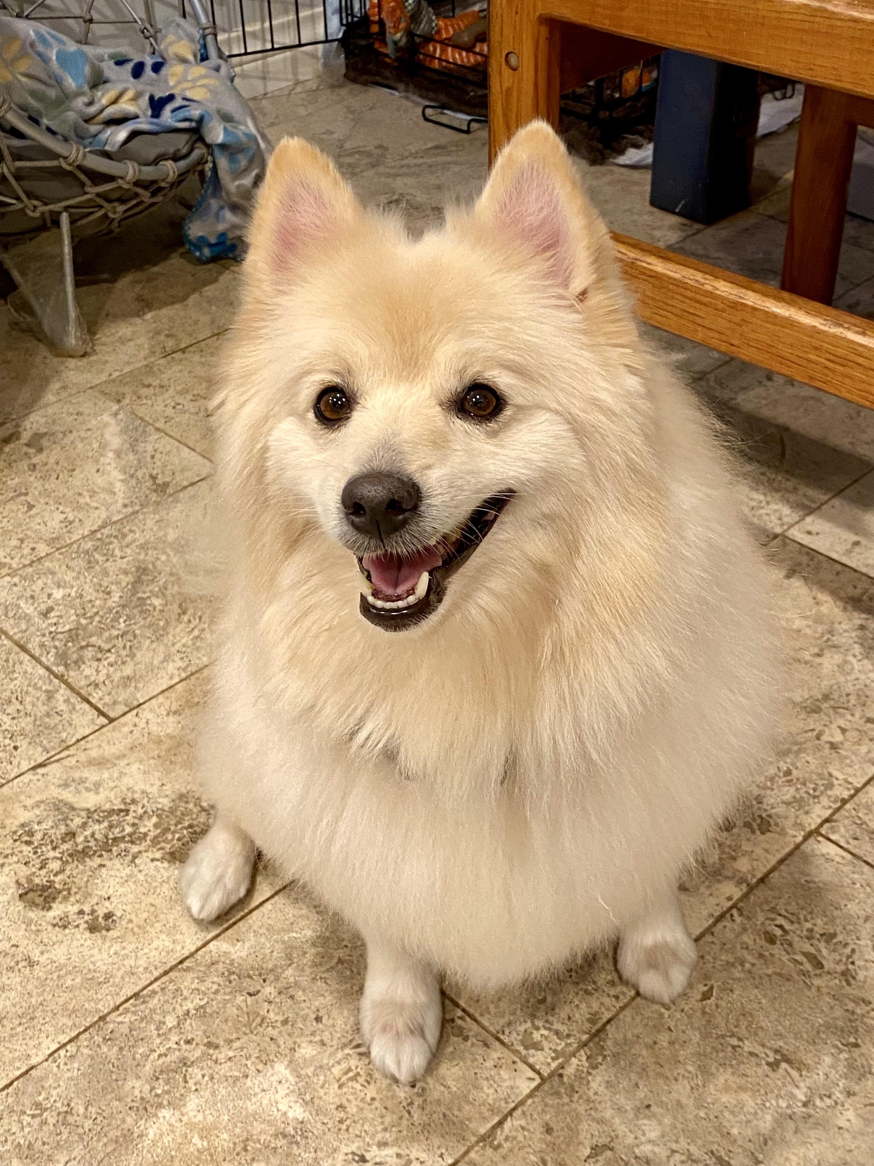 Enlarge RIVER, a Adopted Pomeranian in Sunset Beach , CA image 1/6