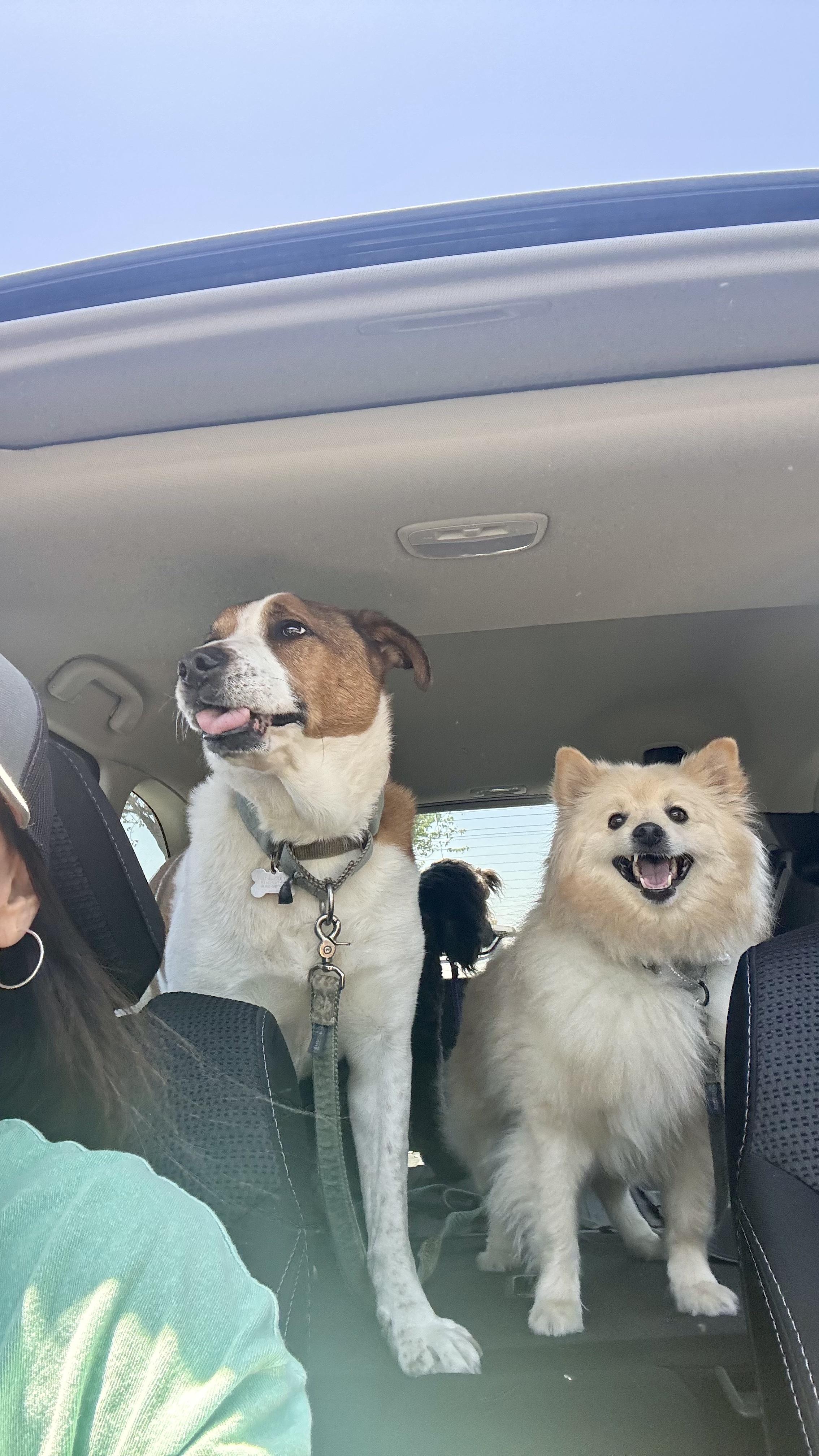 Enlarge RIVER, a Adopted Pomeranian in Sunset Beach , CA image 2/6