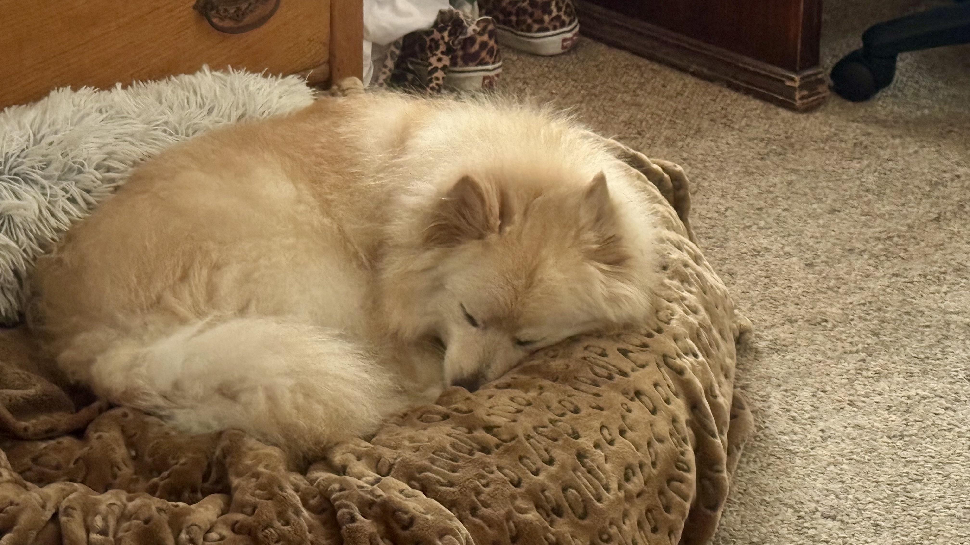 Enlarge RIVER, a Adopted Pomeranian in Sunset Beach , CA image 3/6