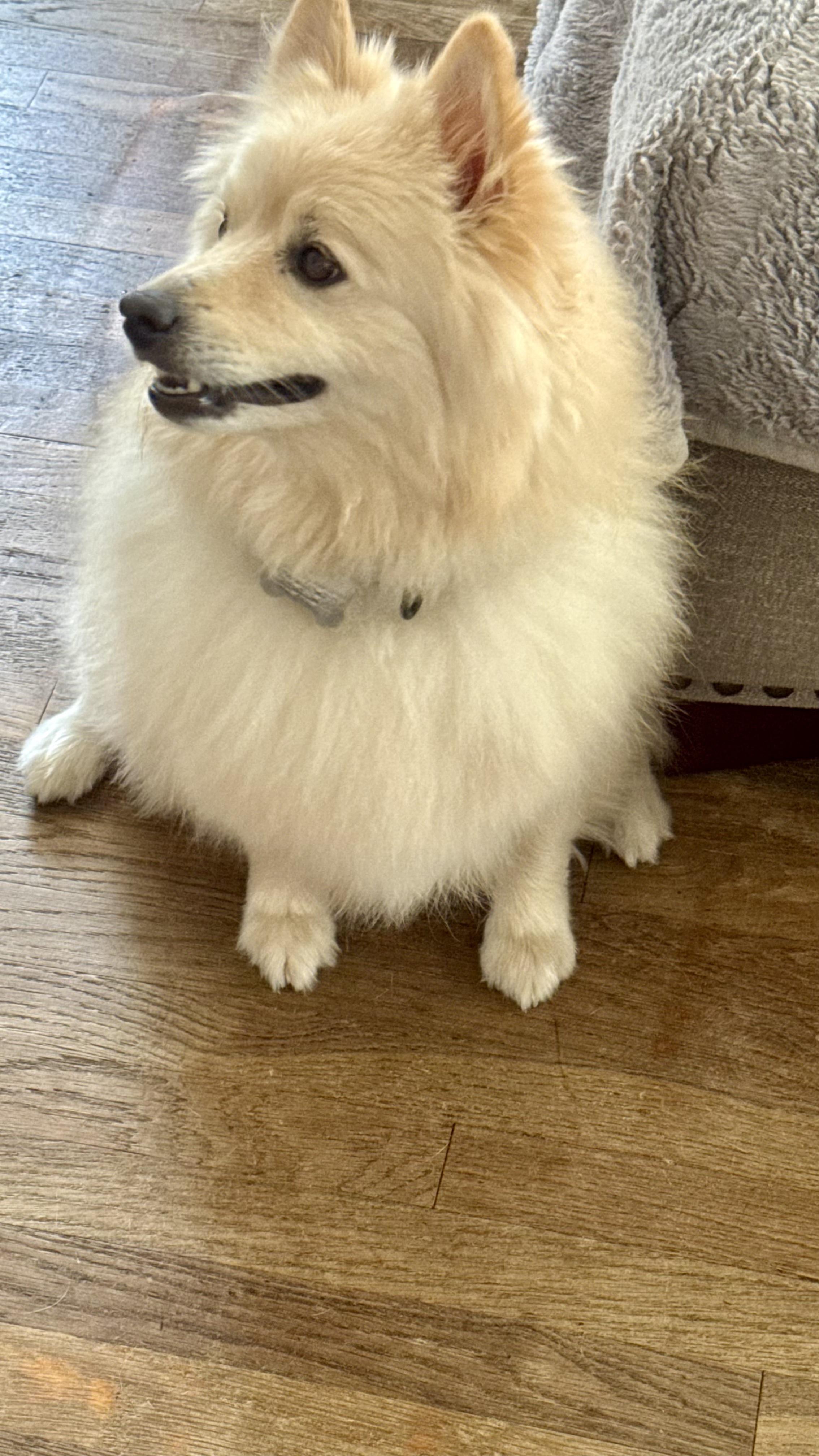 Enlarge RIVER, a Adopted Pomeranian in Sunset Beach , CA image 4/6