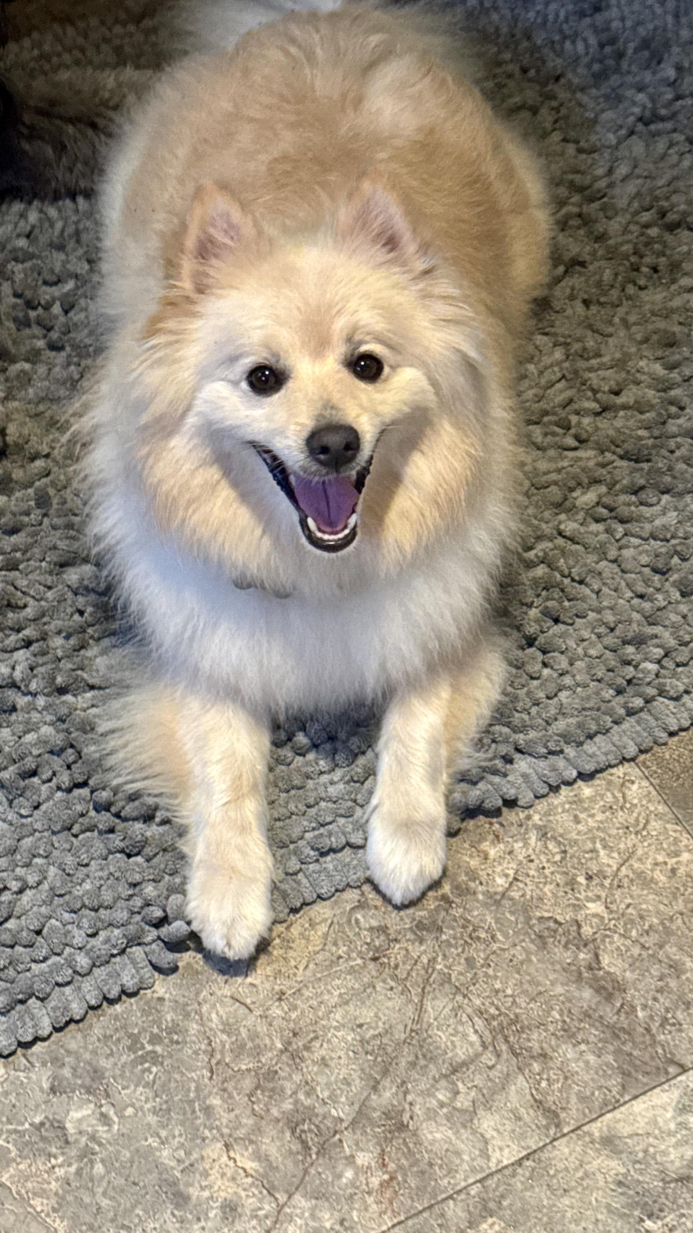 Enlarge RIVER, a Adopted Pomeranian in Sunset Beach , CA image 5/6