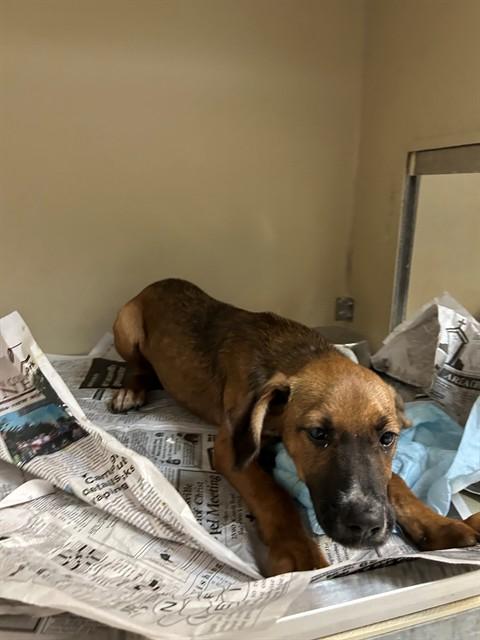 BLUE, Adoptable, Puppy Male Redbone Coonhound & German Shepherd Dog.