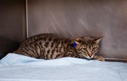 Daryl, Adoptable, Adult Male Domestic Short Hair & Domestic Short Hair.