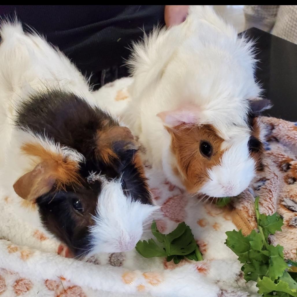 Enlarge Mocha and Latte, an adopted Abyssinian in Stokesdale, NC image 2/3