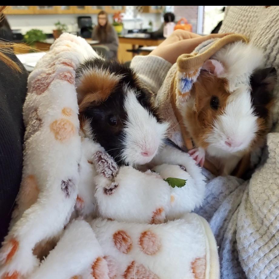 Enlarge Mocha and Latte, an adopted Abyssinian in Stokesdale, NC image 1/3