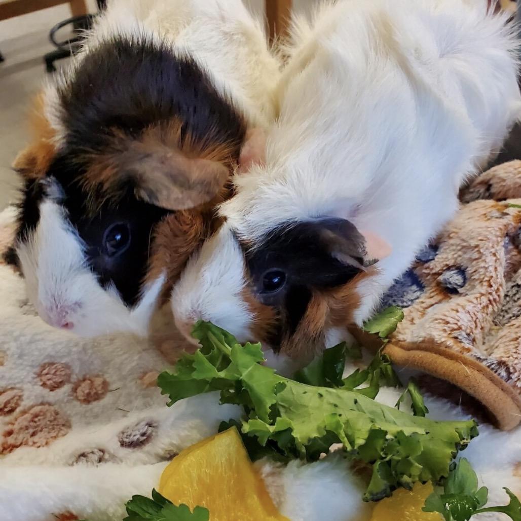 Enlarge Mocha and Latte, an adopted Abyssinian in Stokesdale, NC image 3/3