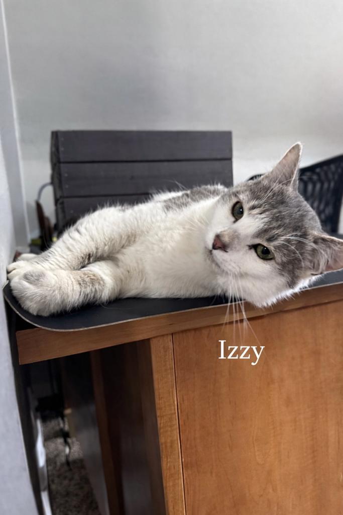 Izzy, adopted, Young Male Domestic Short Hair.