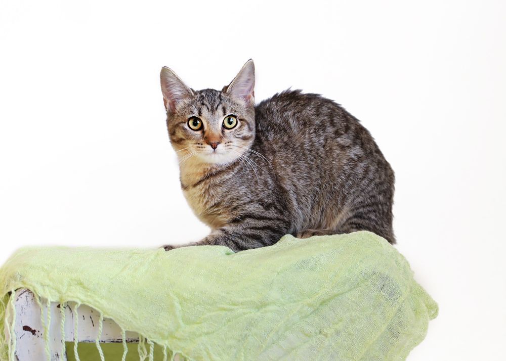 SAMMI, a Adoptable mixed breed in Homewood, AL image 1/7