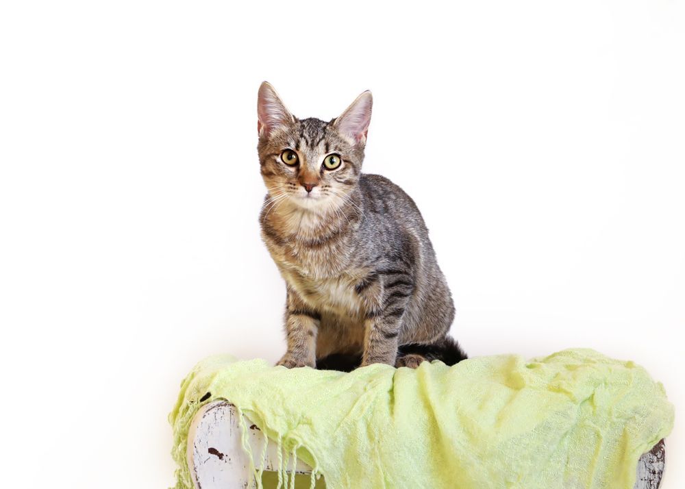 SAMMI, a Adoptable mixed breed in Homewood, AL image 2/7