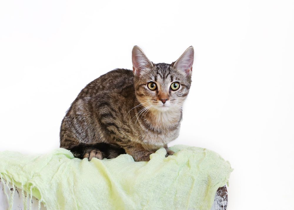 SAMMI, a Adoptable mixed breed in Homewood, AL image 3/7