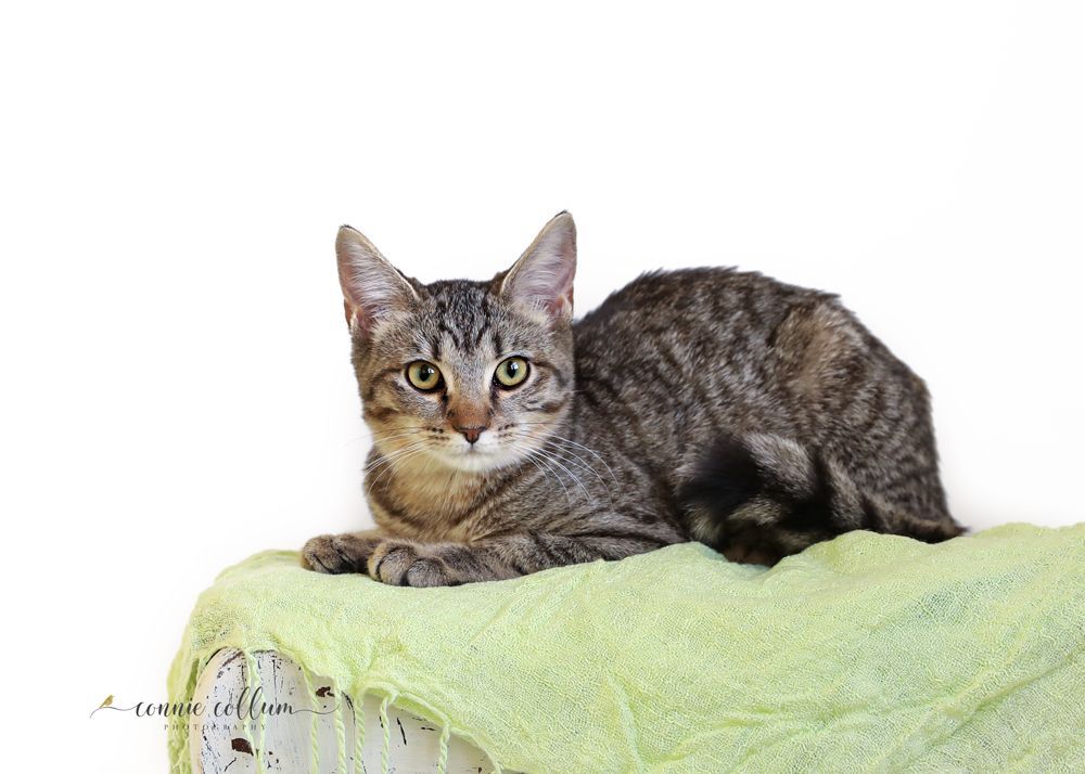 SAMMI, Young Female Domestic Short Hair