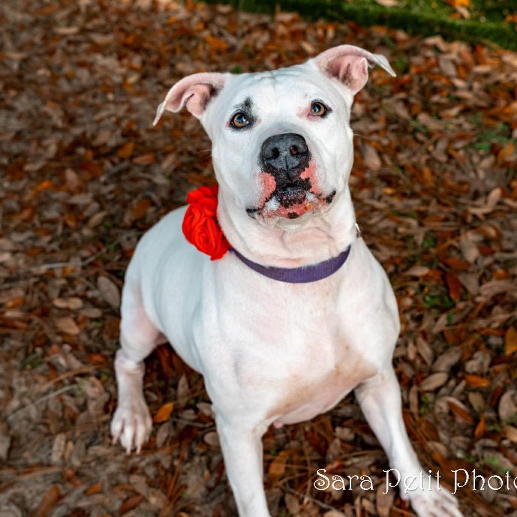 Shorty, a Adoptable Mixed Breed in Milton, FL image 1/6