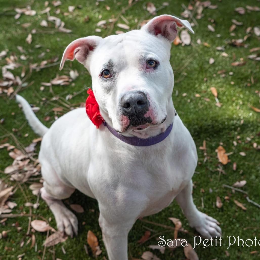 Shorty, a Adoptable Mixed Breed in Milton, FL image 5/6