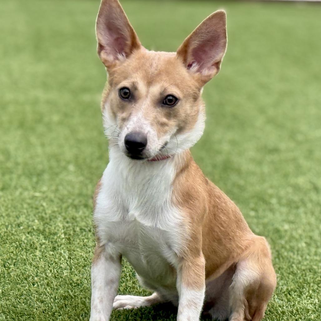 Dolly, ADOPTABLE, Young Female Pembroke Welsh Corgi & Corgi.