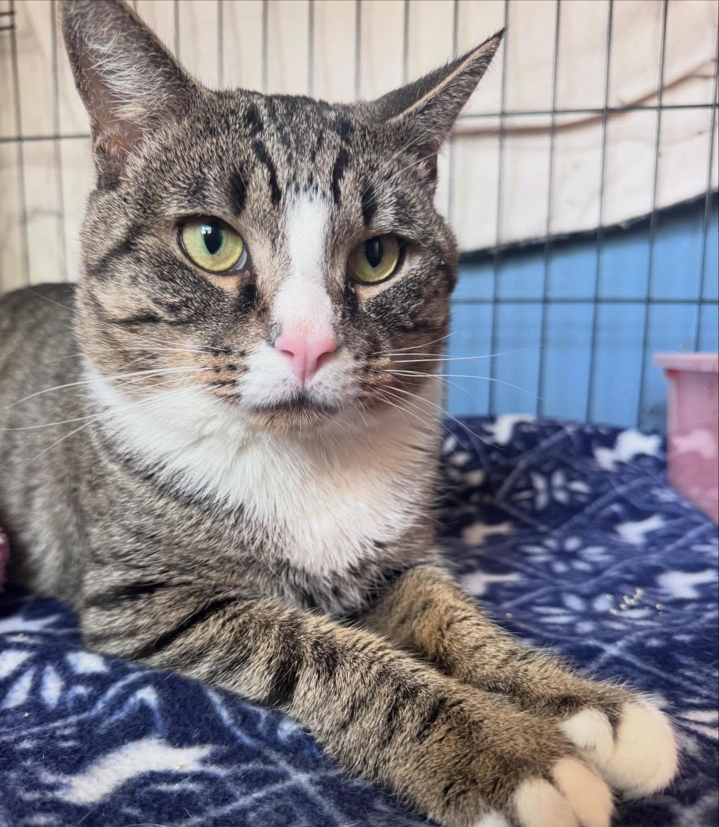 20 Piece Nugget, a ADOPTABLE Domestic Short Hair in Levittown, PA image 2/2