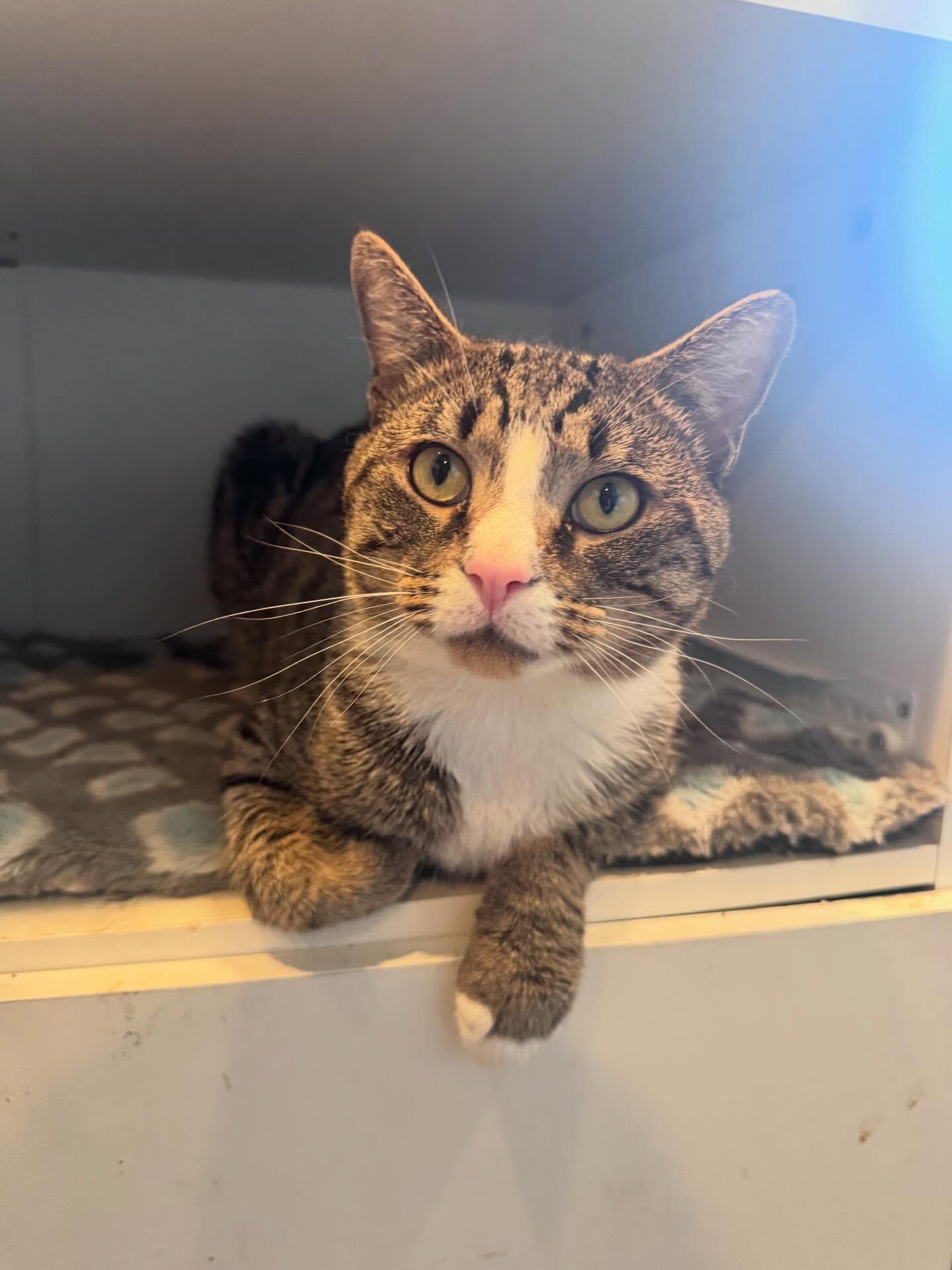 20 Piece Nugget, ADOPTABLE, Adult Male Domestic Short Hair.