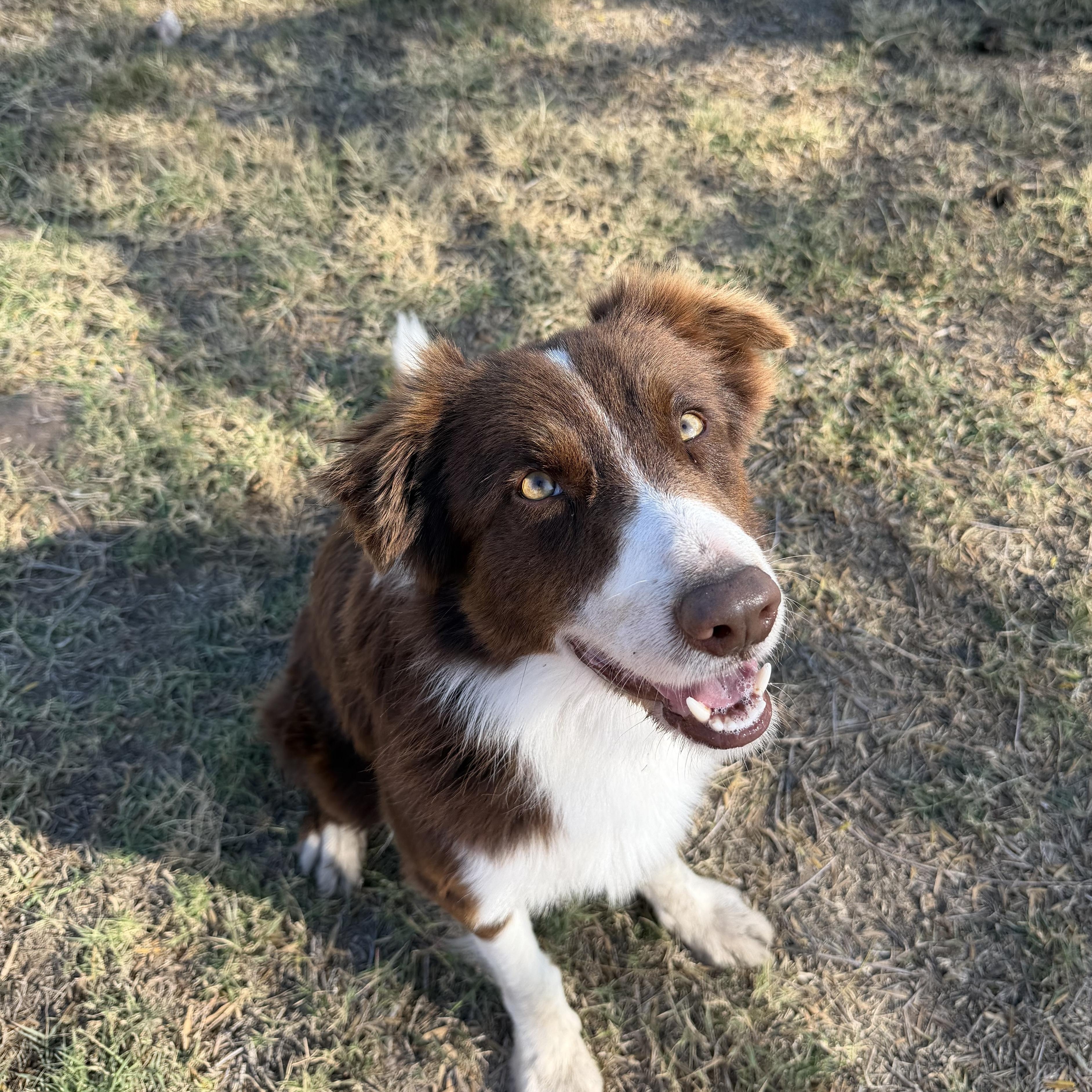 Enlarge Ollie, an adopted mixed breed in White Marsh, MD image 1/5