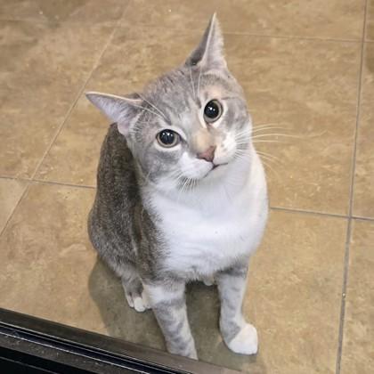 Fennel, ADOPTABLE, Adult Male Domestic Short Hair.