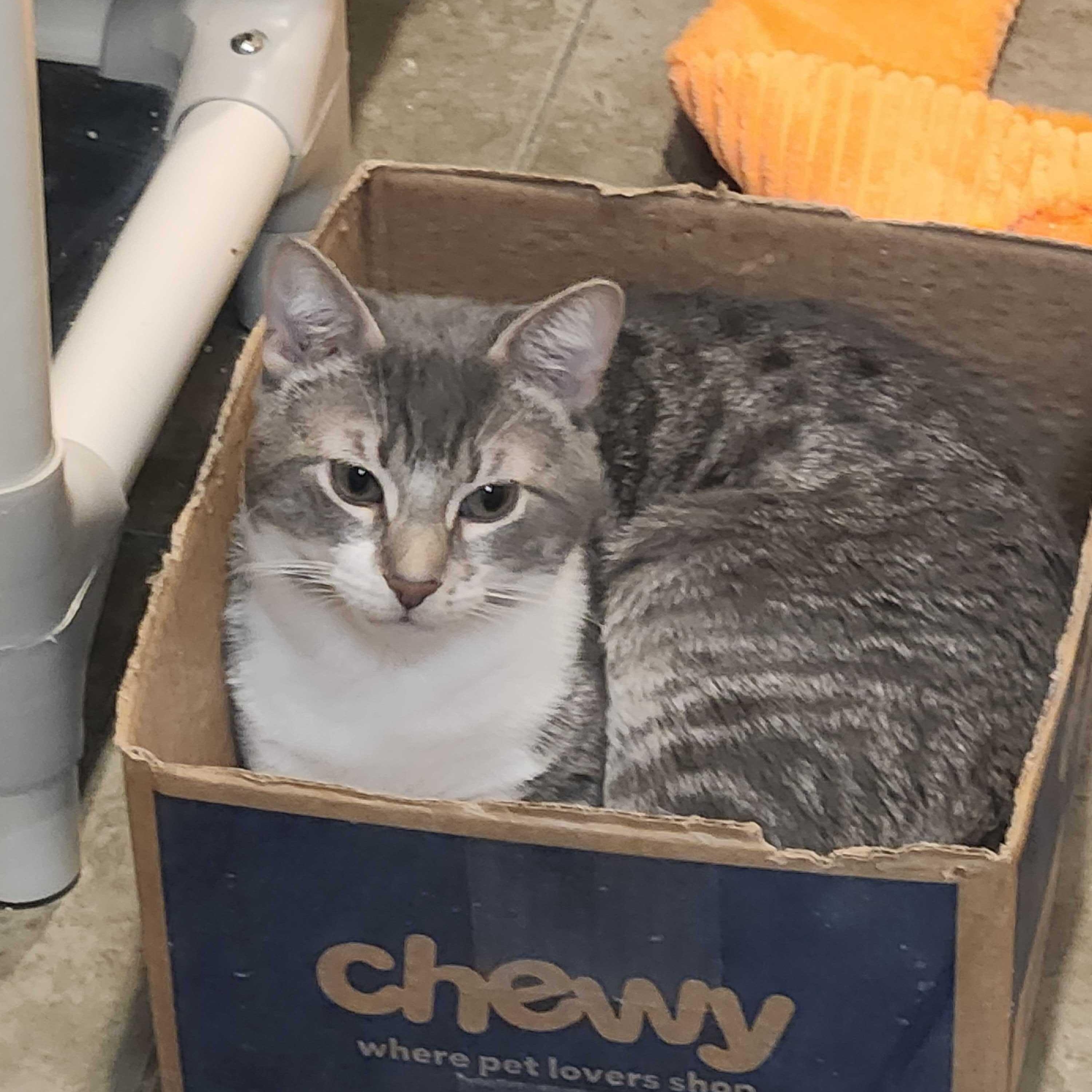 Enlarge Fennel, a ADOPTABLE Domestic Short Hair in Dubuque, IA image 2/2