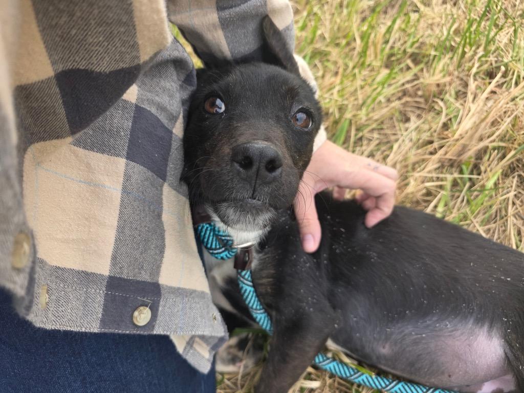 Midnight, Adoptable, Young Male Mixed Breed.