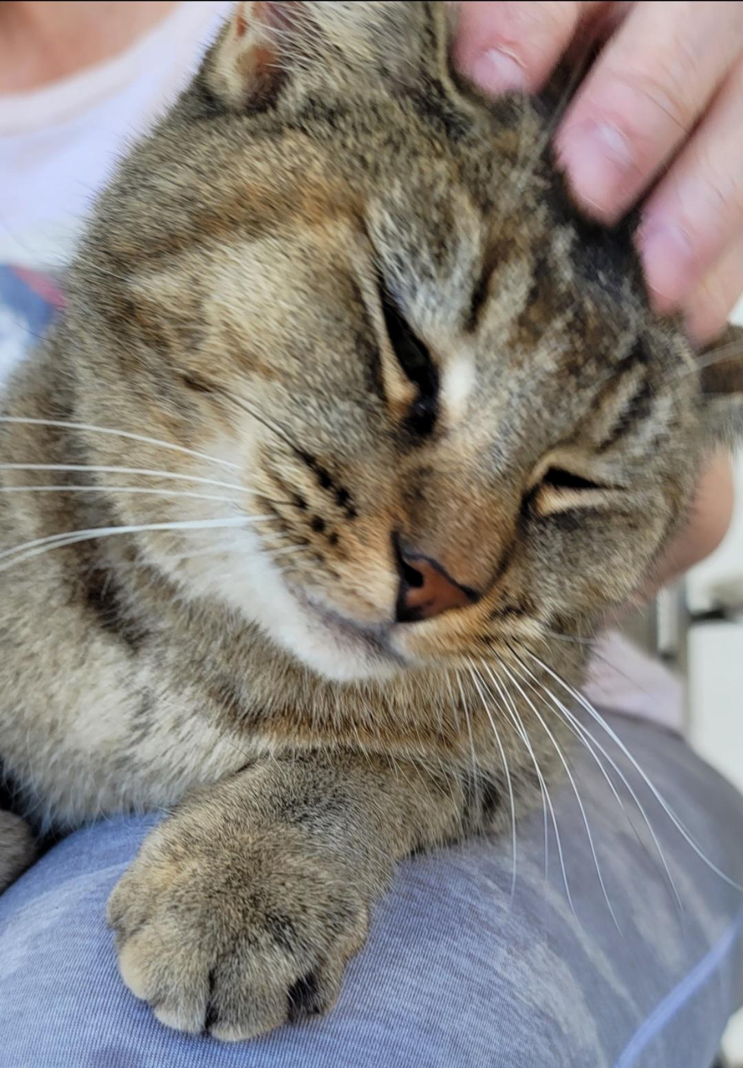 Enlarge Bowie, a Adoptable Domestic Short Hair in Indio, CA image 3/6