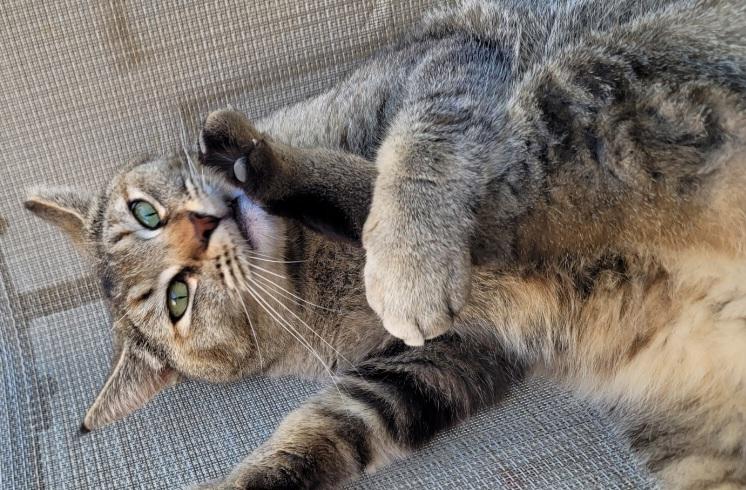 Enlarge Bowie, a Adoptable Domestic Short Hair in Indio, CA image 6/6