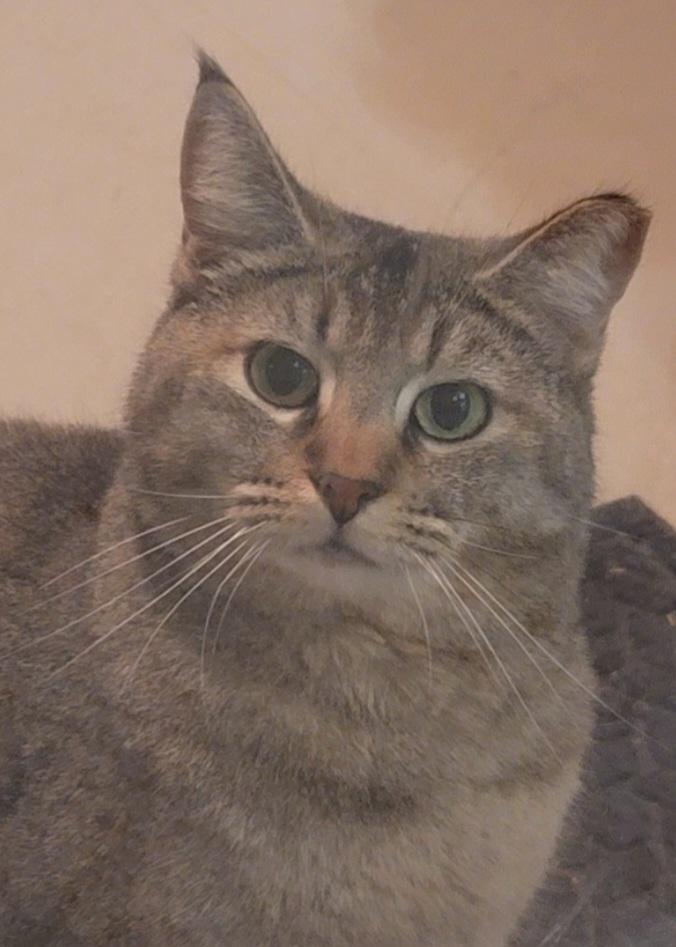 Enlarge Bowie, a Adoptable Domestic Short Hair in Indio, CA image 4/6