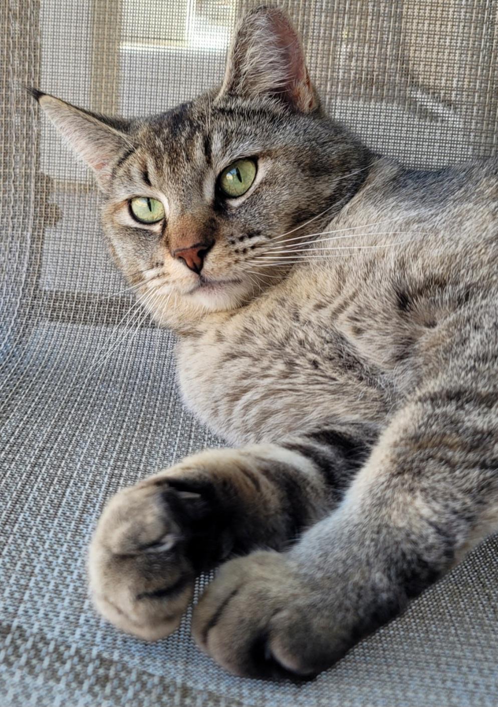 Bowie, Adoptable, Adult Female Domestic Short Hair.