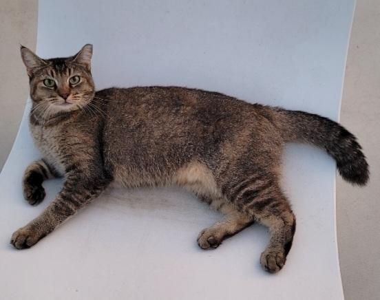 Enlarge Bowie, a Adoptable Domestic Short Hair in Indio, CA image 2/6