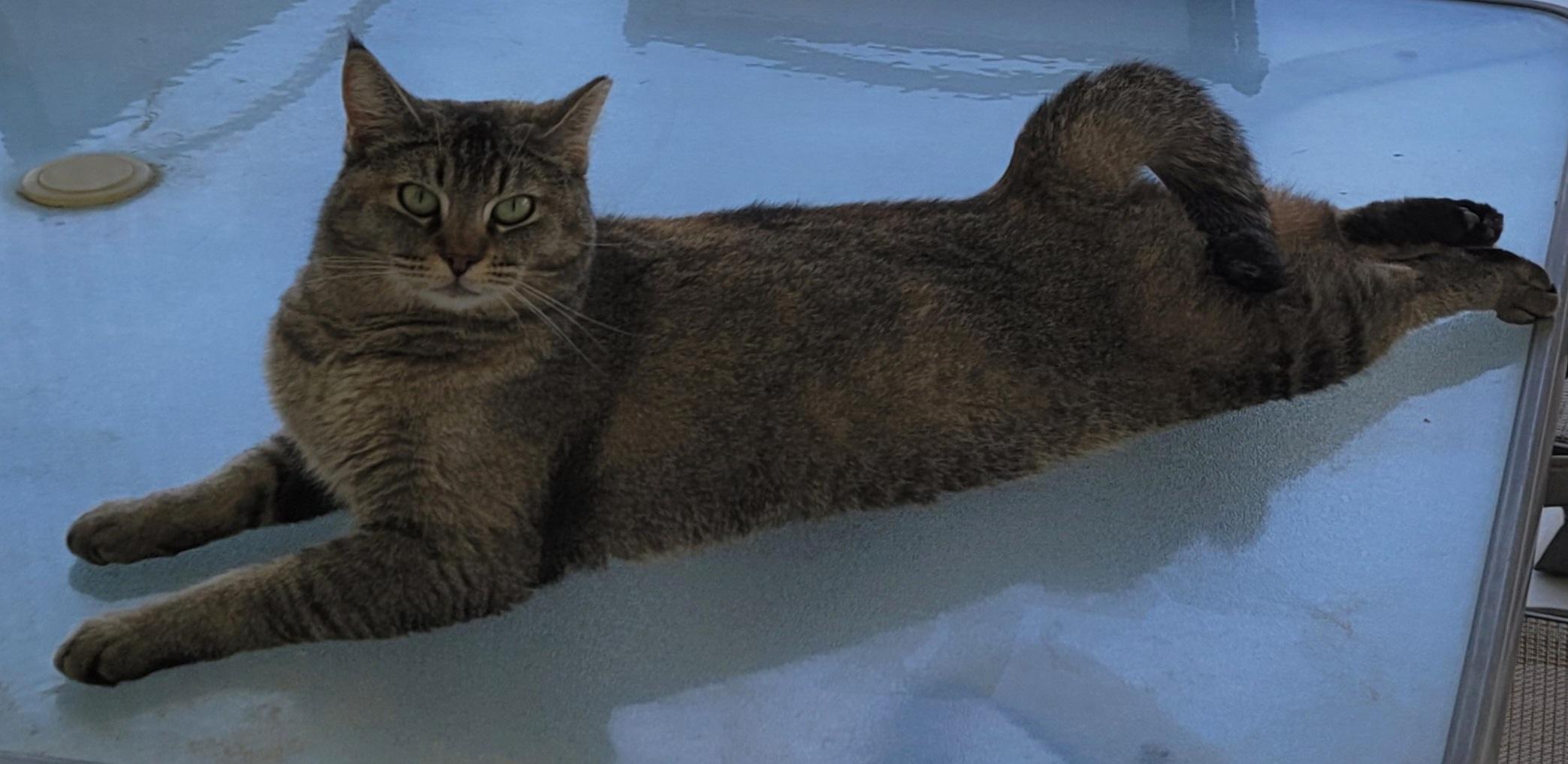 Enlarge Bowie, a Adoptable Domestic Short Hair in Indio, CA image 5/6