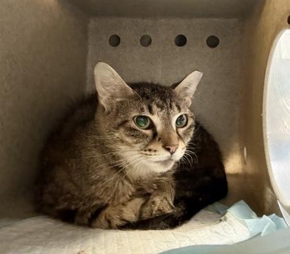 Enlarge Raquel - Working Cat, a Adoptable mixed breed in Fairfax, VA image 1/3