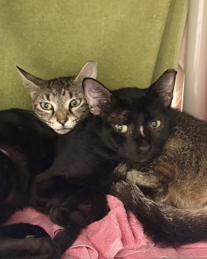 Enlarge Raquel - Working Cat, a Adoptable mixed breed in Fairfax, VA image 2/3
