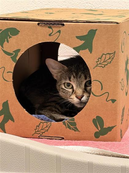 Enlarge Raquel - Working Cat, a Adoptable mixed breed in Fairfax, VA image 3/3