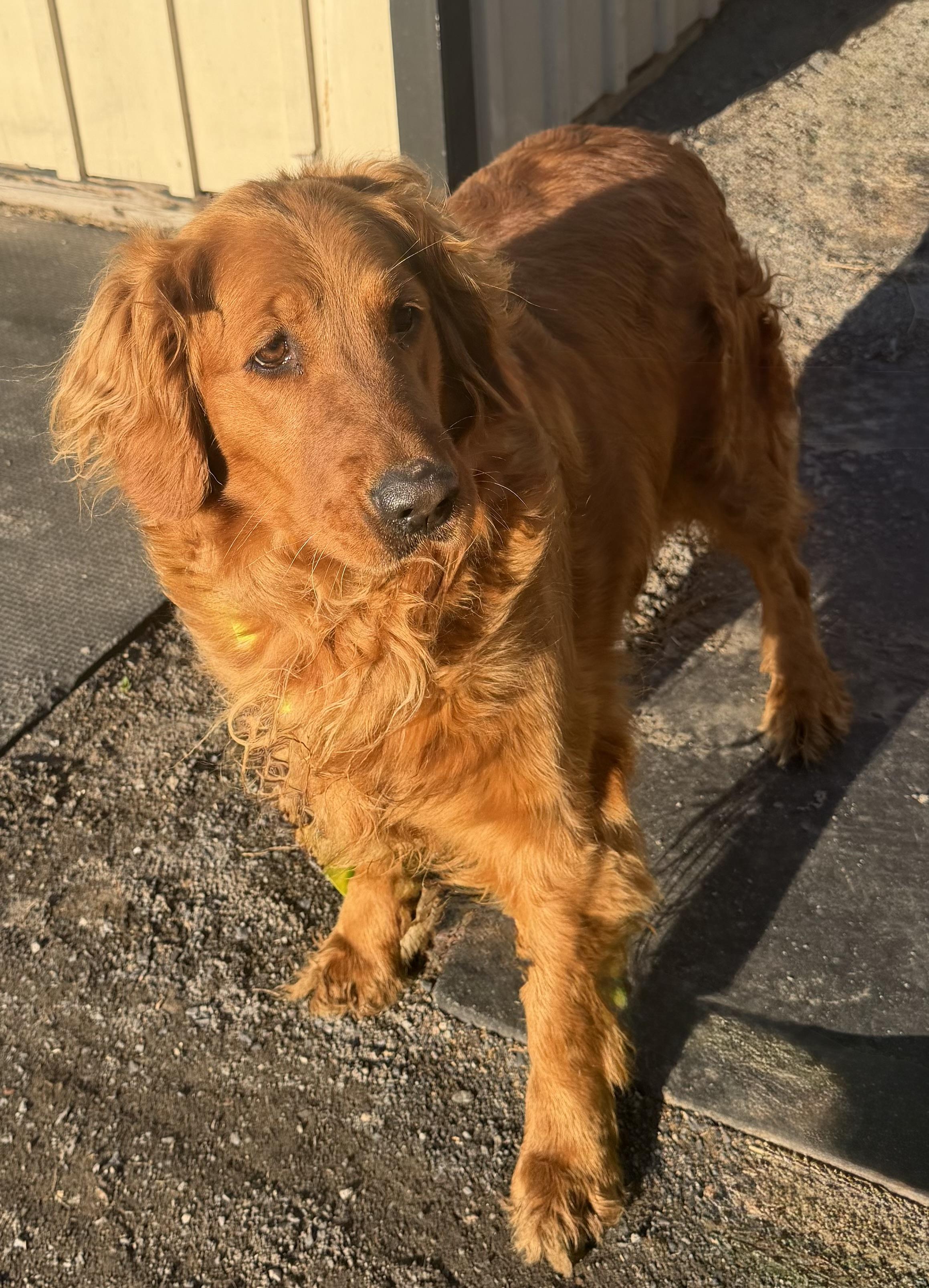 Enlarge Maple, a Adoptable Golden Retriever in Havertown, PA image 1/1