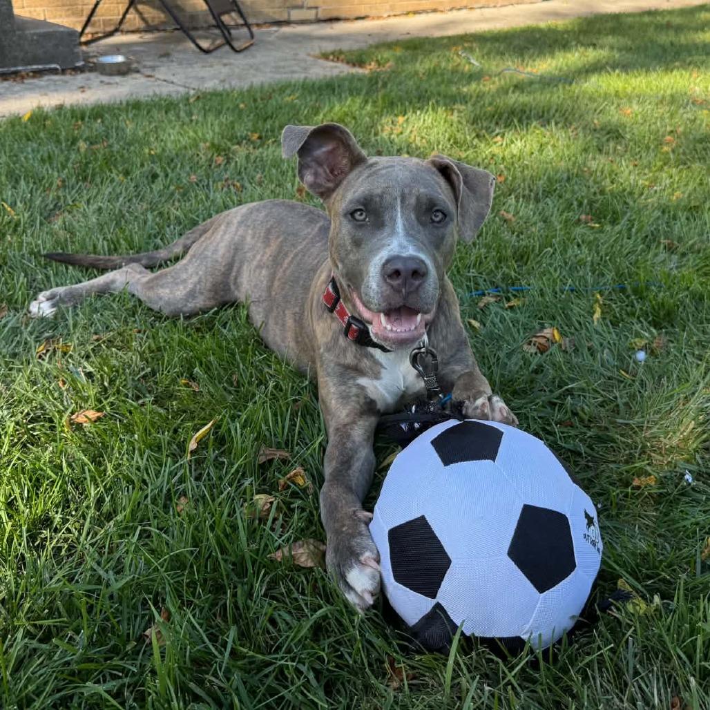 Enlarge Moon, a Adoptable Mixed Breed in West Olive, MI image 1/6