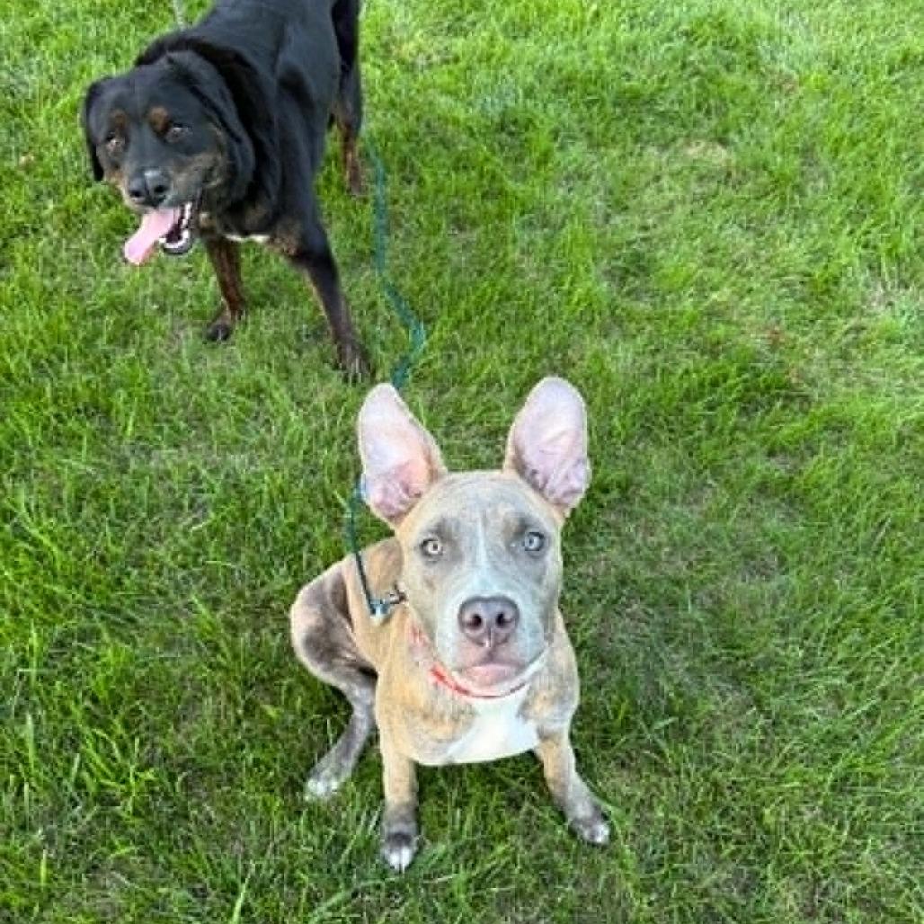 Enlarge Moon, a Adoptable Mixed Breed in West Olive, MI image 2/6