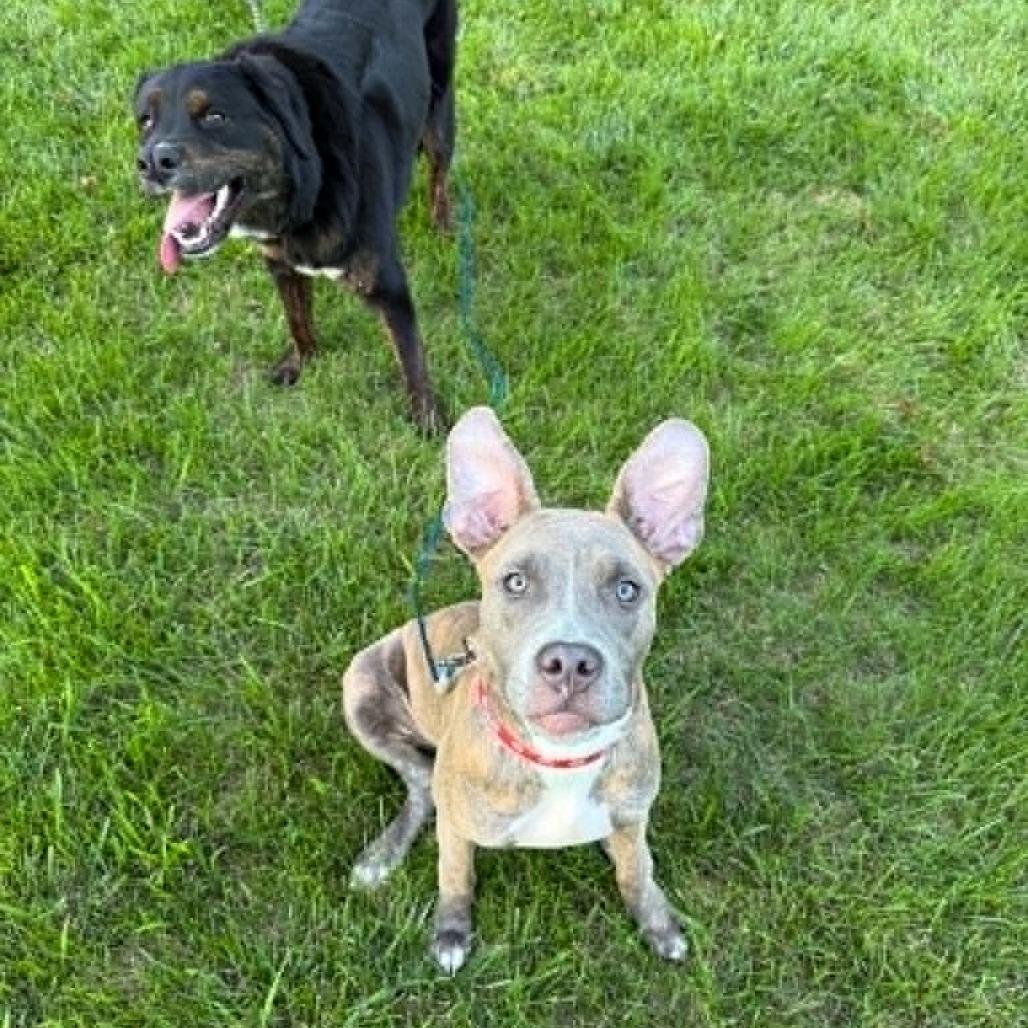Enlarge Moon, a Adoptable Mixed Breed in West Olive, MI image 3/6