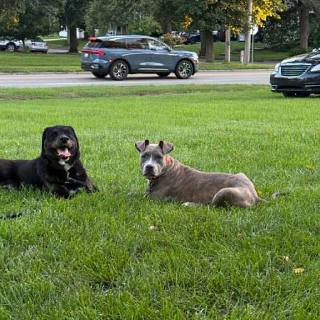 Enlarge Moon, a Adoptable Mixed Breed in West Olive, MI image 4/6