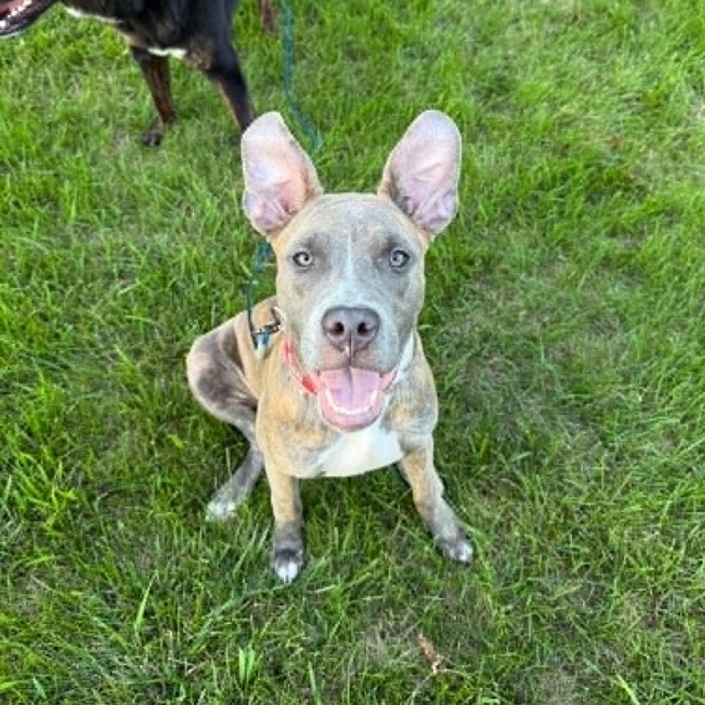 Enlarge Moon, a Adoptable Mixed Breed in West Olive, MI image 5/6
