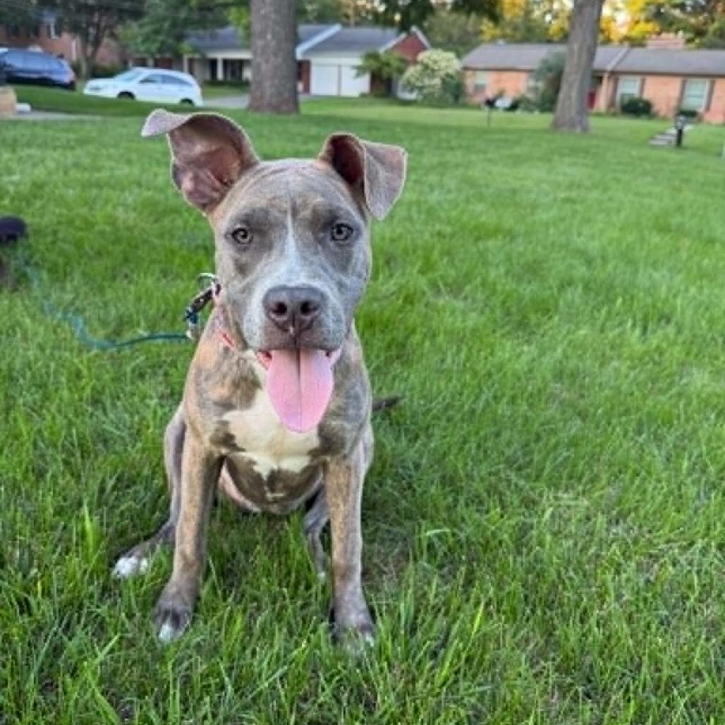 Enlarge Moon, a Adoptable Mixed Breed in West Olive, MI image 6/6